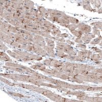 Monoclonal Anti-LAPTM4B antibody produced in mouse 