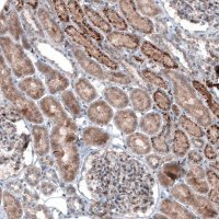 Monoclonal Anti-LAPTM4B antibody produced in mouse 