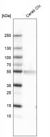 Monoclonal Anti-LHX2 antibody produced in mouse
