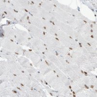 Monoclonal Anti-MEF2C antibody produced in mouse