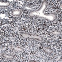 Monoclonal Anti-METTL14 antibody produced in mouse 