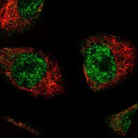 Monoclonal Anti-MKL2 antibody produced in mouse 