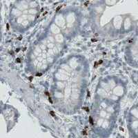 Monoclonal Anti-MMP9 antibody produced in mouse 