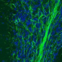 Monoclonal Anti-MOG antibody produced in mouse 