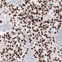 Monoclonal Anti-NANOG antibody produced in mouse 