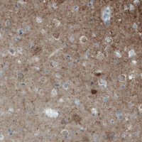 Monoclonal Anti-NECAB2 antibody produced in mouse 