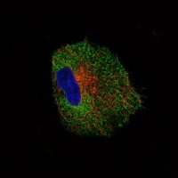 Monoclonal Anti-NLRP3 antibody produced in mouse 