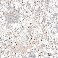Monoclonal Anti-PAX8 antibody produced in mouse AMAB91488-100UL