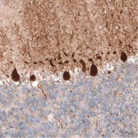 Monoclonal Anti-PCP4 antibody produced in mouse 