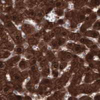 Monoclonal Anti-PGM1 antibody produced in mouse 