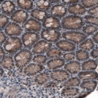 Monoclonal Anti-PGM1 antibody produced in mouse 