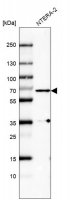 Monoclonal Anti-PLK1 antibody produced in mouse AMAB91515-100UL