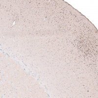 Monoclonal Anti-POU3F2 antibody produced in mouse 