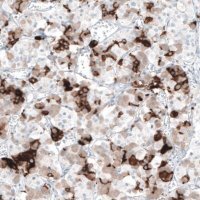 Monoclonal Anti-PRL antibody produced in mouse 