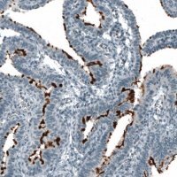 Monoclonal Anti-PROM1 antibody produced in mouse AMAB91494-100UL