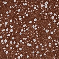 Monoclonal Anti-PRRT2 antibody produced in mouse 