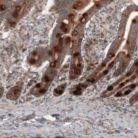 Monoclonal Anti-RBCK1 antibody produced in mouse 