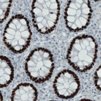 Monoclonal Anti-SATB2 antibody produced in mouse 