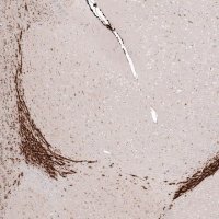 Monoclonal Anti-SOX4 antibody produced in mouse 