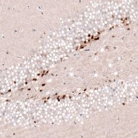 Monoclonal Anti-SOX4 antibody produced in mouse