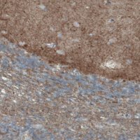 Monoclonal Anti-THY1 antibody produced in mouse 