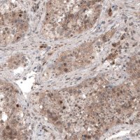 Monoclonal Anti-USP30 antibody produced in mouse 