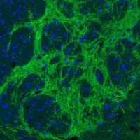 Monoclonal Anti-VGAT antibody produced in mouse 