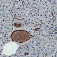Monoclonal Anti-VWF antibody produced in mouse 
