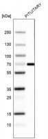 Monoclonal Anti-ZNF10 antibody produced in mouse AMAB91592-100UL