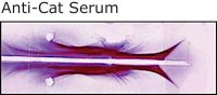 Anti-Cat Serum antibody produced in rabbit C7415-2ML