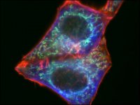 Anti-Chicken IgY (H+L), CF™ 488A antibody produced in rabbit