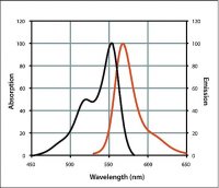 Anti-Chicken IgY (H+L), highly cross-adsorbed, CF� 555 antibody produced in goat 