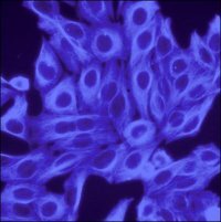 Anti-Chicken IgY (IgG) (H+L), highly cross-adsorbed, CF�350 antibody produced in donkey SAB4600219-250UL