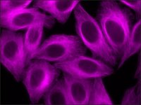 Anti-Goat IgG (H+L), CF� 647 antibody produced in rabbit 