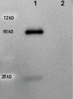 Anti-Goat IgG (H+L), highly cross adsorbed-Peroxidase antibody produced in rabbit SAB3700274-1MG