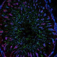 Anti-Goat IgG (H+L), highly cross-adsorbed, CF�488A antibody produced in bovine SAB4600232-50UL