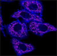 Anti-Goat IgG (H+L), highly cross-adsorbed, CF�640R antibody produced in bovine SAB4600341-50UL