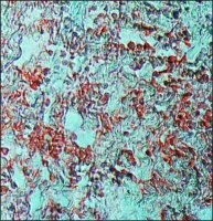 Anti-Goat IgG (whole molecule)�Alkaline Phosphatase antibody produced in rabbit 
