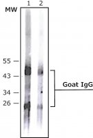 Anti-Goat IgG (whole molecule)�Alkaline Phosphatase antibody produced in rabbit 