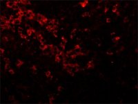 Anti-Goat IgG (whole molecule)�Cy3 antibody produced in rabbit C2821-1ML