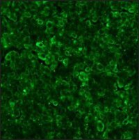 Anti-Goat IgG (whole molecule)�FITC antibody produced in rabbit 