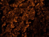 Anti-Goat IgG (whole molecule)�TRITC antibody produced in rabbit T7028-1ML