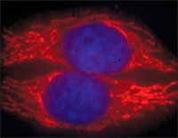 Anti-Guinea Pig IgG (H+L), highly cross-adsorbed, CF� 594 antibody produced in donkey 