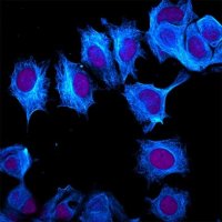 Anti-Guinea Pig IgG (H+L), highly cross-adsorbed, CF�405M antibody produced in donkey SAB4600467-250UL