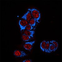 Anti-Guinea Pig IgG (H+L), highly cross-adsorbed, CF�405S antibody produced in donkey SAB4600230-50UL