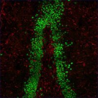 Anti-Guinea Pig IgG (H+L), highly cross-adsorbed, CF�555 antibody produced in donkey SAB4600297-50UL