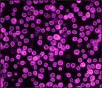 Anti-Guinea Pig IgG (H+L), highly cross-adsorbed, CF�660C antibody produced in donkey SAB4600459-250UL