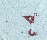Anti-Guinea Pig IgG (whole molecule)Peroxidase antibody produced in rabbit A5545-1ML