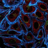 Anti-Guiniea Pig IgG (H+L), CF� 555 antibody produced in goat 
