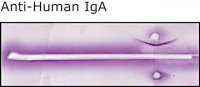 Anti-Human IgA (-chain specific) antibody produced in rabbit I9889-2ML